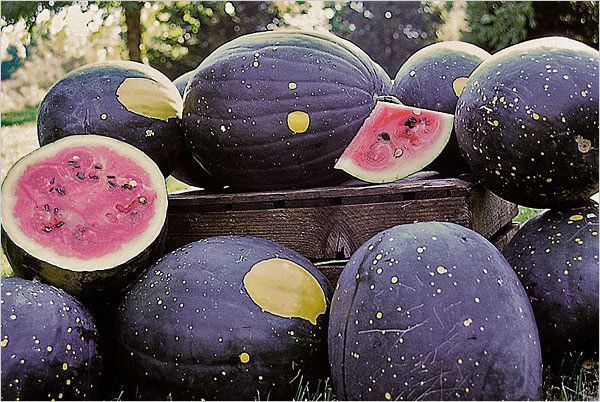 Moon And Stars Watermelon Kelly Golightly