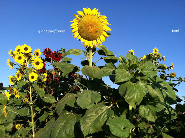 sunflowers; photo by kellygolightly.com