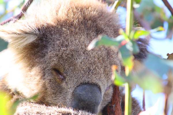 where  to see koala bears in australia, great ocean road
