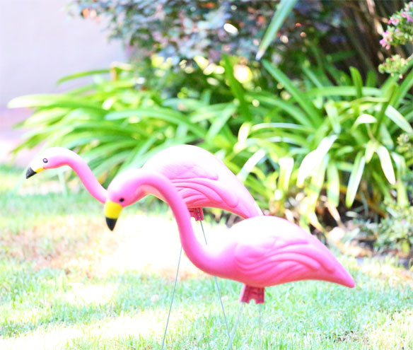 where to find yard flamingos