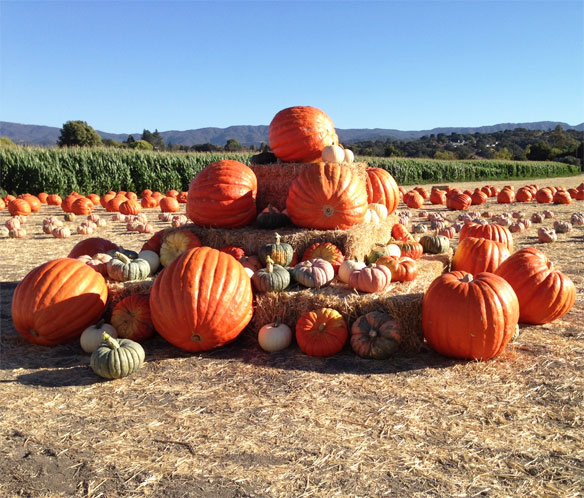 los oivos guide; best things to do in los olivos; best things to do in santa ynez; best things to do in solvang; what to do in los olivos; best wineries in los olivos; where to go apple picking in los olivos; pumpkin patches los olivos