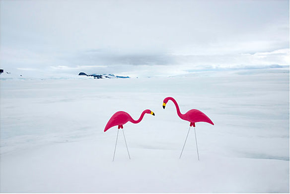 gray malin antarctica pink flamingos