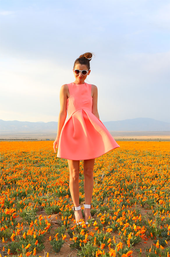 where to find the best poppy fields in california | kelly golightly