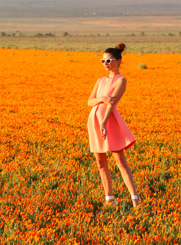 a floral frolic through the poppy fields