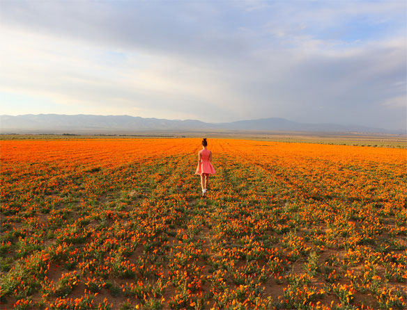 orange flower fields