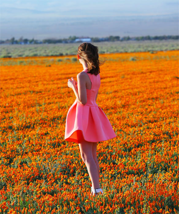 poppy fields