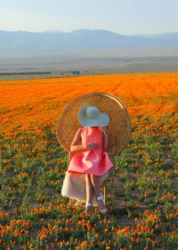 where to see poppy fields