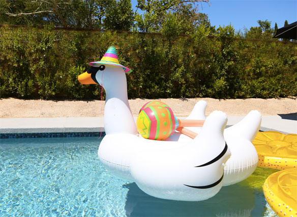 giant swan float; giant swan pool floatl swannie golightly; where to get a giant swan pool float