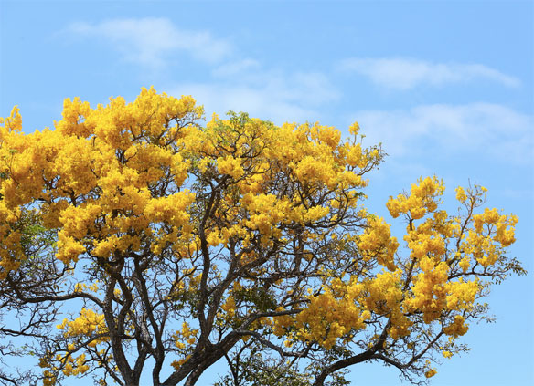 yellow tree maui guide