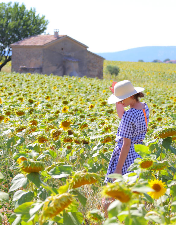 where to see sunflower fields in provence