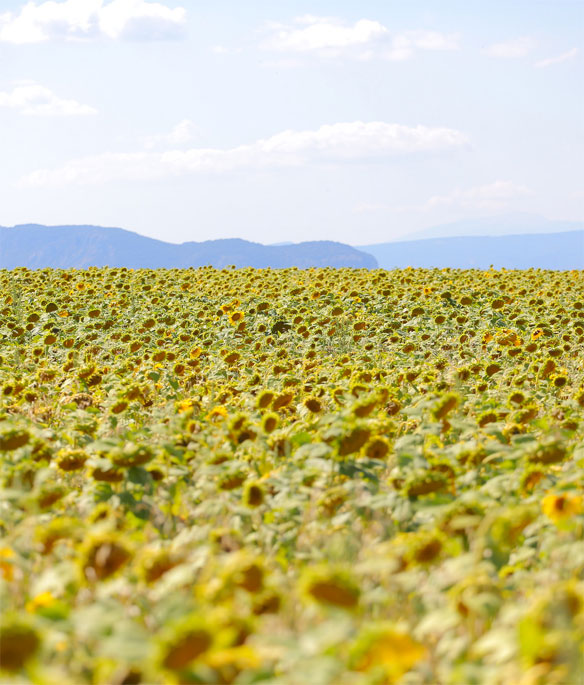 quay yellow sunglasses; best sunflower fields in the world