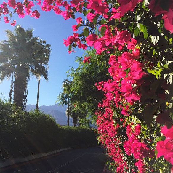 boungainvillea palm springs | kelly golightly