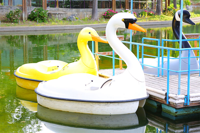 swan_boats