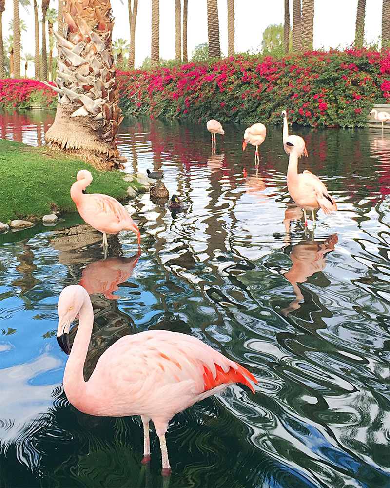 Where to See Flamingos in Palm Springs #kellygolightly