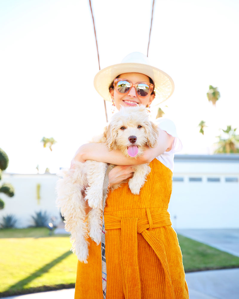 Kelly Golightly's Puppy Odee Golightly! || Love this corduroy overalls jumpsuit! #kellygolightly #overalls #jumpsuit #anthropologie #marahoffman #palmsprings #cockapoo