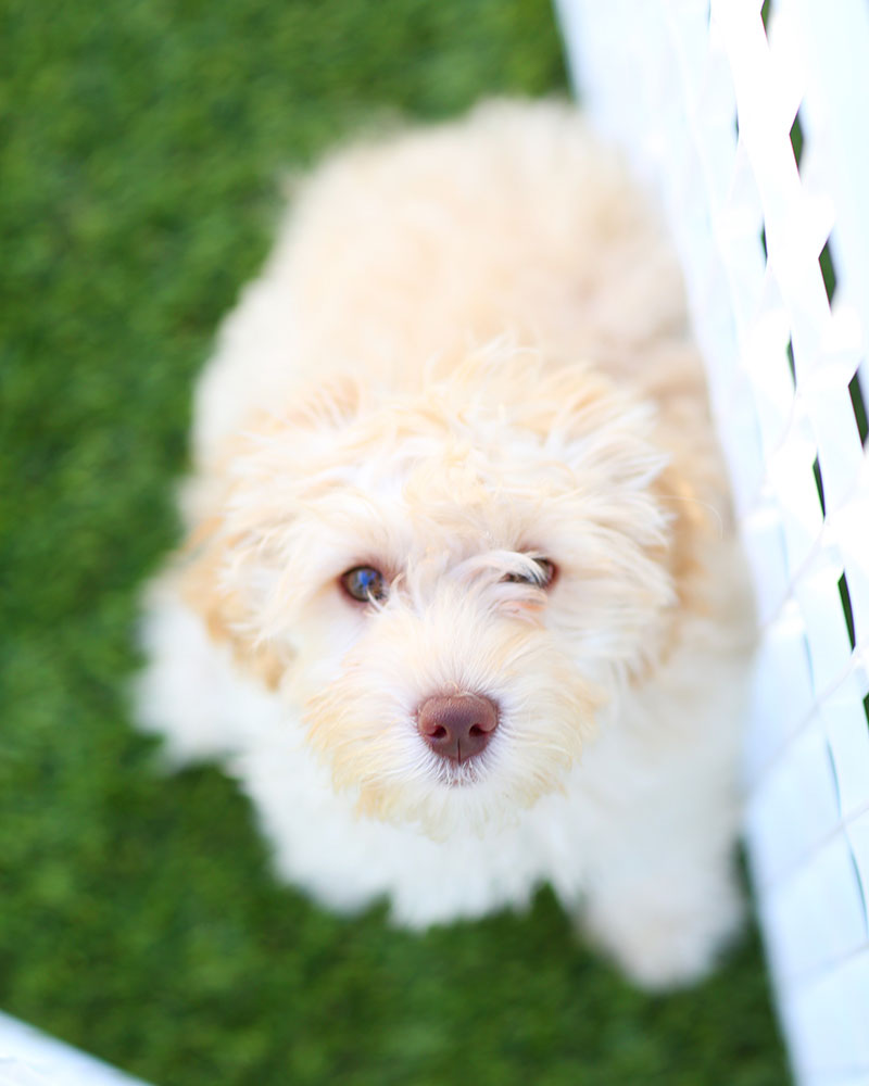 Best Puppy Photos: Sweet Odee Golightly
