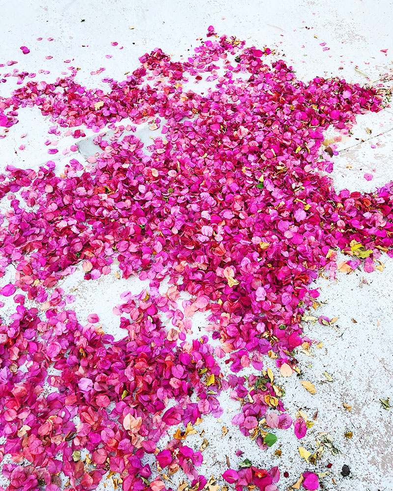 Who needs autumn leaves when you have bougainvillea petals instead?