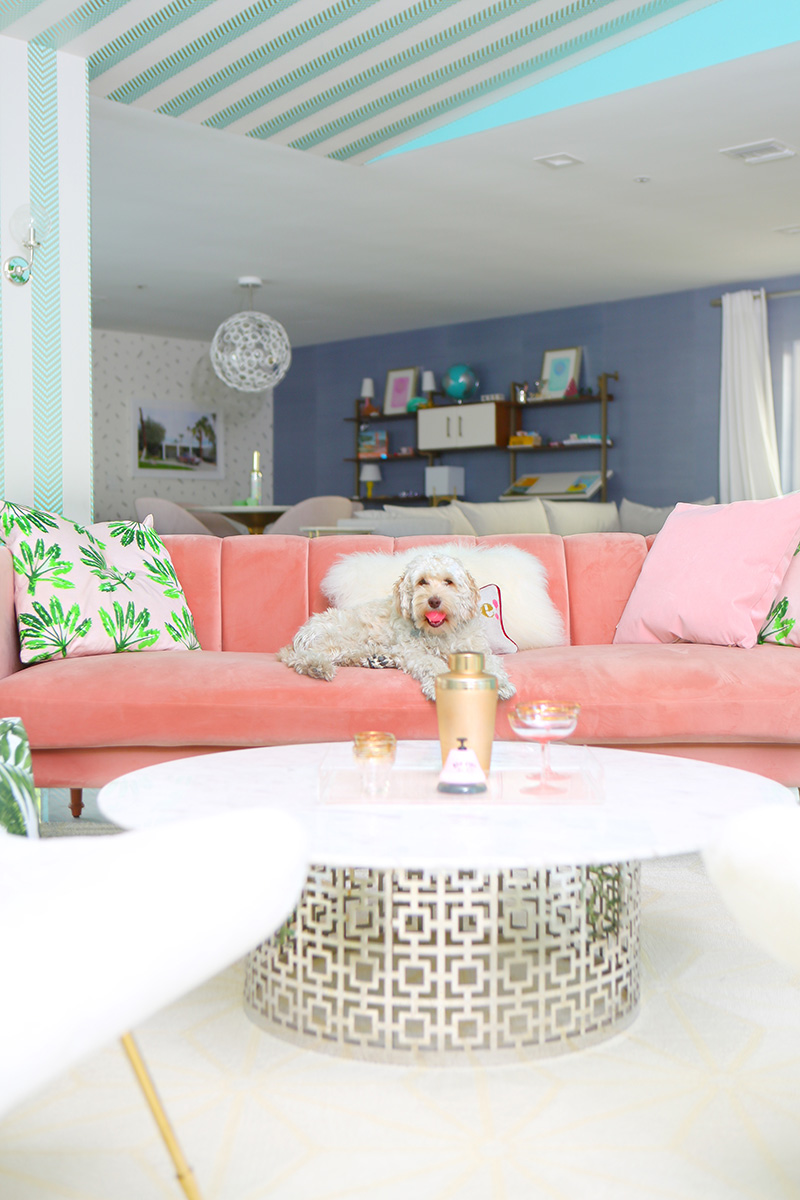 dog in a pink Jonathan Adler Chairs and white center table