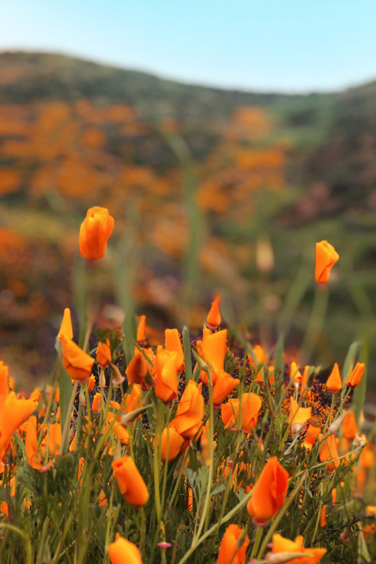Lake Elsinore Walker Canyon Poppy Fields + How To Get The Best Photos