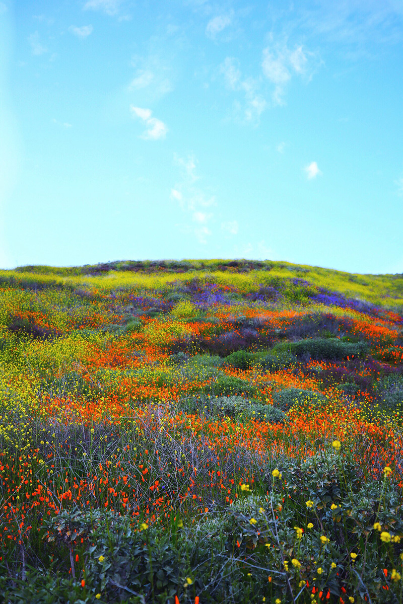 Where to See the Super Bloom | Kelly Golightly
