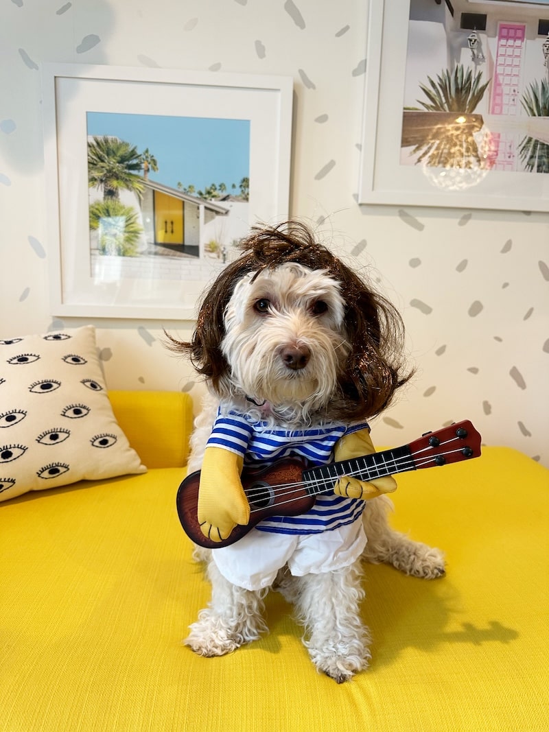 Harry Styles band costume ideas, including for your dog.